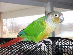 Green Cheek Conure With Cage Stand Toys Conure Pionus Parrot