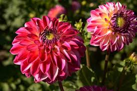 Dahlia Garden Hamburg
