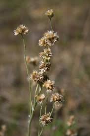 Image result for Pseudognaphalium luteo-album