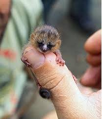 Mouse Lemur The World S Smallest Primate Can Grow Up To 4 Inches Long Found In Madagascar Pic 4 Cute Animals Animals Animals Beautiful