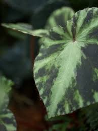 Image result for Asplenium mildbraedii