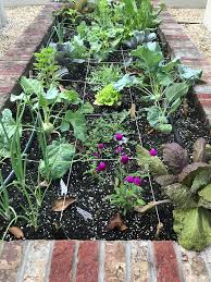 Square Foot Gardening Were In Love South Florida Gardening