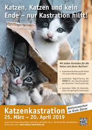 Kater werden in der regel später geschlechtsreif als katzen, nämlich im alter von fünf bis sieben monaten. Kastrationsaktion Geht In Zweite Runde Tierschutzverein Fur Den Kreis Duren E V