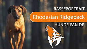 Rhodesian ridgeback is originated from zimbabwe but boerboel is originated from south africa. Rhodesian Ridgeback Charakter Wesen Erziehung Haltung Hunde Fan De