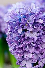 8 Flowers Starting With H Ideas Flowers Summer Hydrangeas Spring Peony