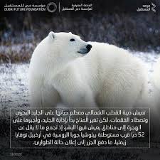 دببة قطبية ترهب بلدة روسية بسبب تغير المناخ Polar Bear Bear