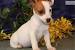 Fox Terrier Jack Russell
