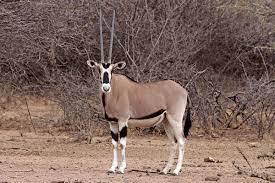 East African oryx - Wikipedia