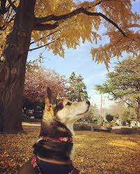 犬とお出かけ千葉編 編集部厳選おすすめスポット14選 ペトこと