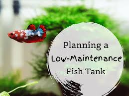 I took a plastic pop bottle and cut a small hole out of the middle. Tips For A Low Maintenance Fish Tank Pethelpful By Fellow Animal Lovers And Experts