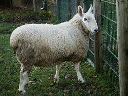 We did not find results for: Www Zootierliste De