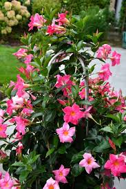 Image result for dipladenie amonea