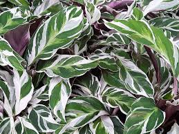 4.5 out of 5 stars. Calathea White Fusion Care Guide Calathea Lietzei