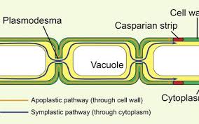 Furthermore, it plays a vital role in transporting materials necessary for cell metabolism and functioning. Animal Cells And The Membrane Bound Nucleus