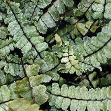 Image result for Asplenium loxoscaphoides