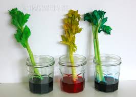 Experiment with rainbow colored flowers & celery. Dyed Celery Experiment Transpiration Demonstration The Imagination Tree
