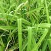 Daylilies appreciate being mulched with shredded bark, shredded leaves or other organic materials. 1