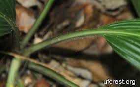 Image result for Curculigo latifolia