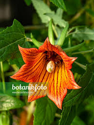 Image result for Canarina