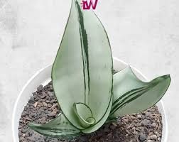 Image result for Sansevieria dooneri