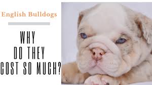 Annual cost of owning an english. Why Do Bulldogs Cost So Much English Bulldog Puppies Youtube