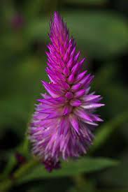 Celoisa Flower Fairchild Tropical Botanic Garden Celosia Flower Fairchild Tropical Botanic Garden Unusual Flowers