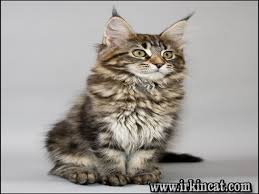 Here are some from nearby areas. Maine Coon Kittens For Sale Craigslist Michigan