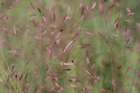 Image result for Eragrostis gangetica