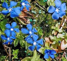 Image result for Gentiana asclepiadea alba