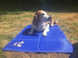 After running three showers in a row during the best bath mat materials are mainly based on preference with a few exceptions. Best Cooling Mats For Dogs In 2021