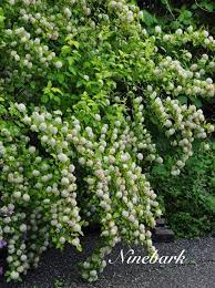 Dart's gold ninebark will grow to be about 5 feet tall at maturity, with a spread of 5 feet. 27 Best Dart S Gold Ninebark Ideas Shrubs Plants Ninebark Shrub