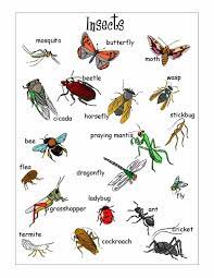 Our guides have all the flies you will need each day. Insects Vocabulary In English Eslbuzz Learning English English Vocabulary Learn English Animals Name In English