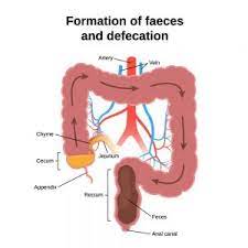 Anal Sphincter Muscle Damage A Common Cause Of Faecal Incontinence