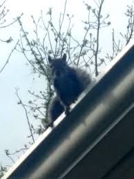 Unfortunetly there is no such native method in squirrel standard library but as you can call system you can also add your own functon and bind it squirrel\quirrel or add it io standard library and. Your Contractor Caused Your Soffit Squirrel Problem How We Fix It Wildlife Company Llc