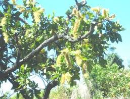 Image result for Oxyanthus latifolius