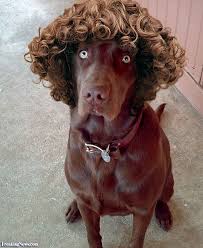 Image result for animals with curly hair