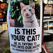 The result of outsourcing the missing poster responsibility to your kid. 20 Funny Lost And Found Pet Posters