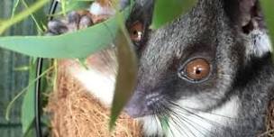 Introduction to Possum Care