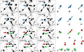 Mitosis is the way in which any cell (plant or animal) divides when an organism is: Mitotic Granule Cell Precursors Undergo Highly Dynamic Morphological Transitions Throughout The External Germinal Layer Of The Chick Cerebellum Scientific Reports