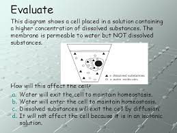 In animals, cells are always striving to maintain an equilibrium between their internal (intracellular) environment and the surrounding (extracellular) environment. Cell Structure And Function Plant Cell Animal Cell
