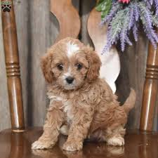 Browse the largest, most trusted source of cavapoo puppies for sale. Penny Cavapoo Puppy For Sale In Pennsylvania