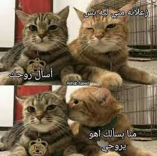اللهم قطقط رجالنا funny cat pictures cat pics cats