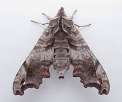 Image result for Periglossum mackenii