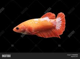 Most of the columns inside the city are graved with the language of the elves. Betta Hellboy Hmpk Image Photo Free Trial Bigstock