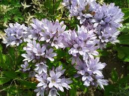 Campanula Glomerata Caroline With Images Planting Flowers Front Garden Campanula