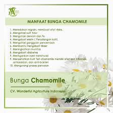 8 merek teh chamomile ini bisa kamu coba sumber gambar www.tokopedia.com. Wow 30 Gambar Bunga Chamomile Galeri Bunga Hd
