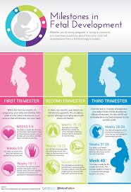 Three Trimesters Of Pregnancy Fetal Development Milestones Americord