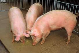 Test carried out by the request of the chinese government officials with keshe foundation providing the material and farmers applying the plasma. Zach Davis African Swine Fever Is A Global Issue Life Dentonrc Com