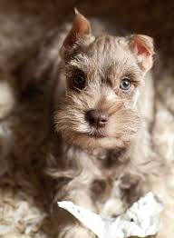 Black And White Miniature Schnauzer Puppies For Sale Mini Schnauzer Schnauzer Puppy Miniature Schnauzer Puppies Mini Schnauzer