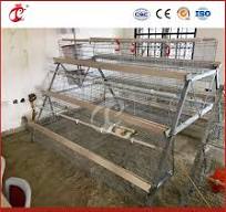 Bestchickencage a Type Baby Chicken Cage Breeder Cage China Livestock  Chicken Pullet Cages Manufacturer ODM Custom High Utilization Rate Poultry  Cage ...
